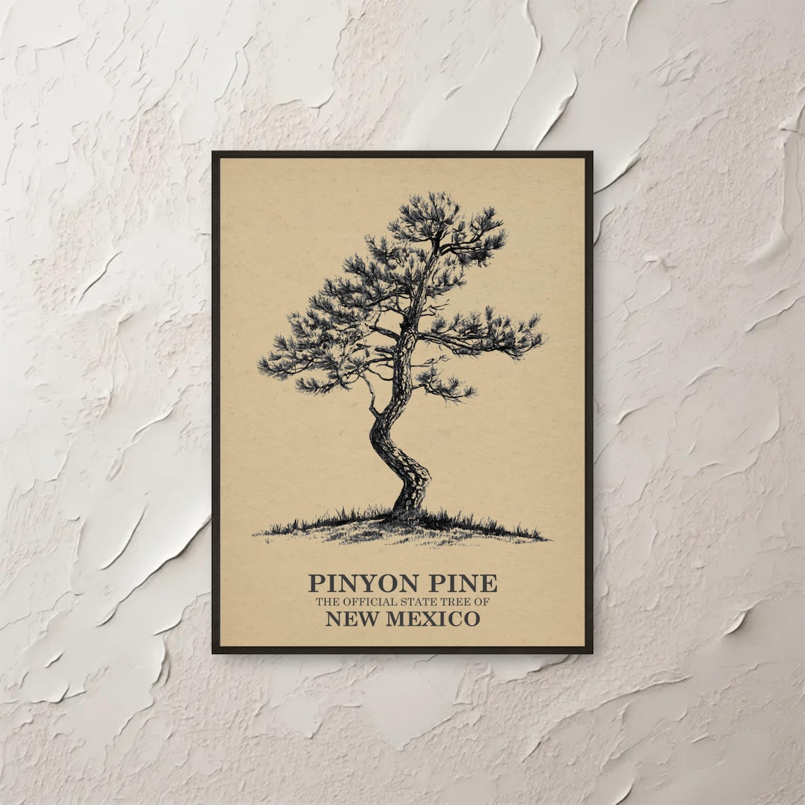 Pinyon Pine New Mexico State Tree Vintage Botanical Illustration Poster
