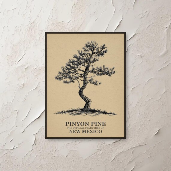 Pinyon Pine New Mexico State Tree Vintage Botanical Illustration Poster