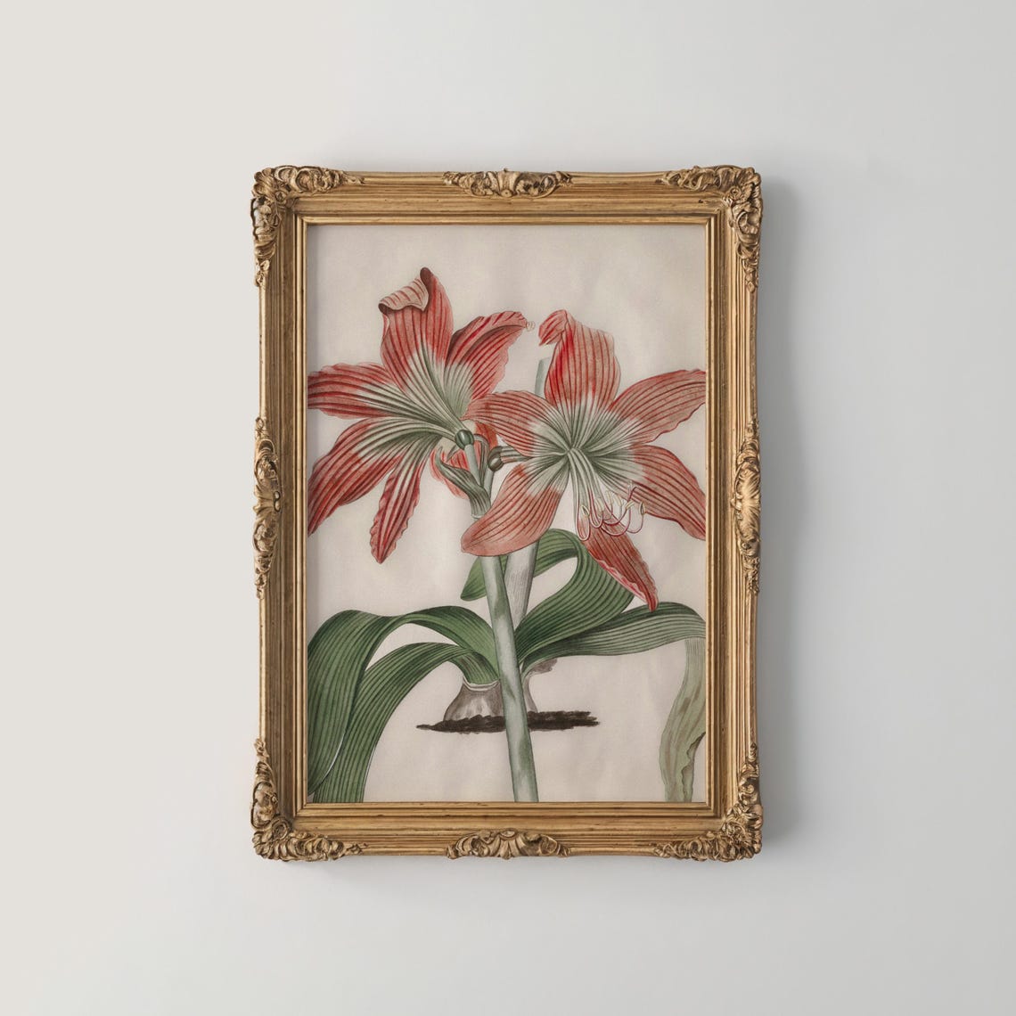 Red And White Striped Amaryllis Vintage Botanical Study Print