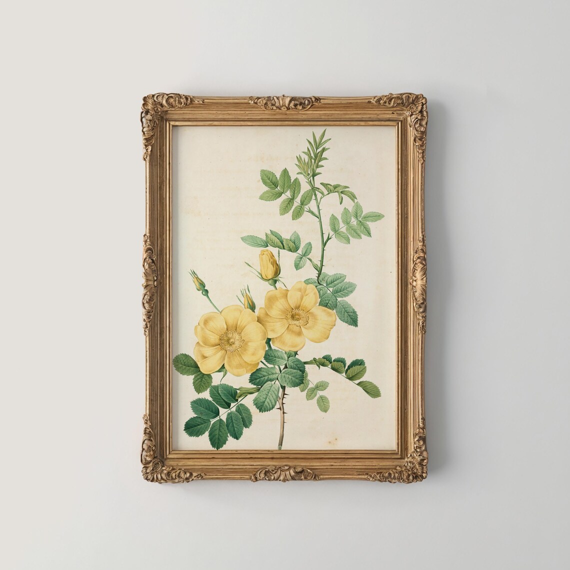 Yellow Wild Rose Blooms Vintage Botanical Illustration Poster