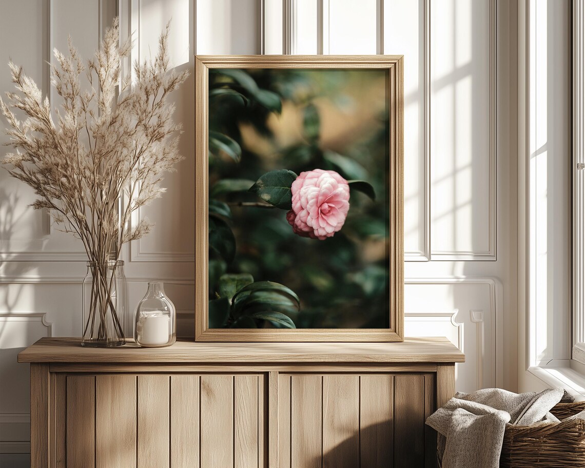 Pink Camellia Bloom On Dark Green Foliage Moody Photograph Print - Image 4