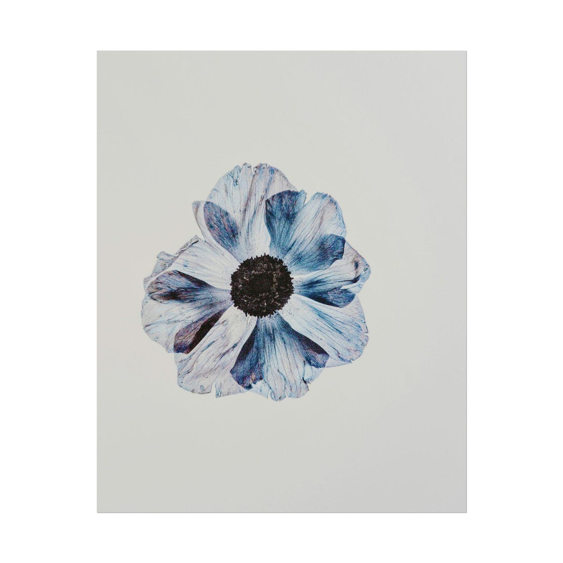 Blue Anemone Bloom Pressed Flower Style Minimal Floral Poster - Image 2