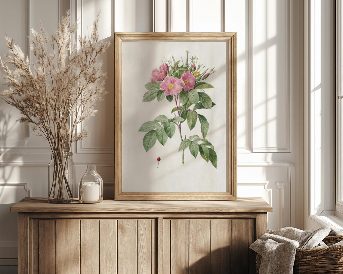 Pink Wild Rose With Buds And Hip Vintage Botanical Study Print - Image 4