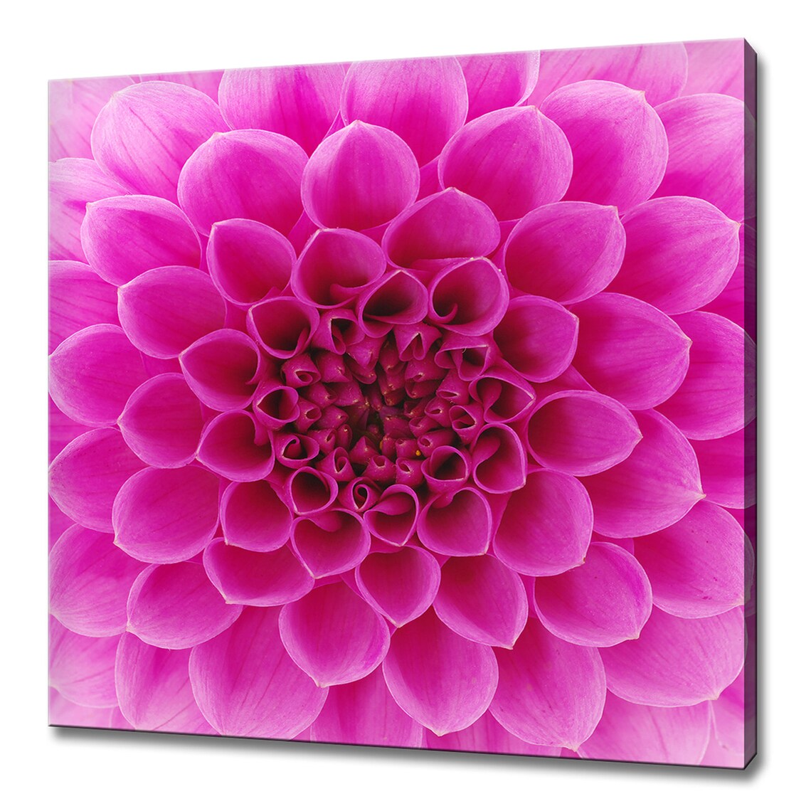 Pink Magenta Dahlia Bloom Close Up Symmetric Floral Wall Art Print
