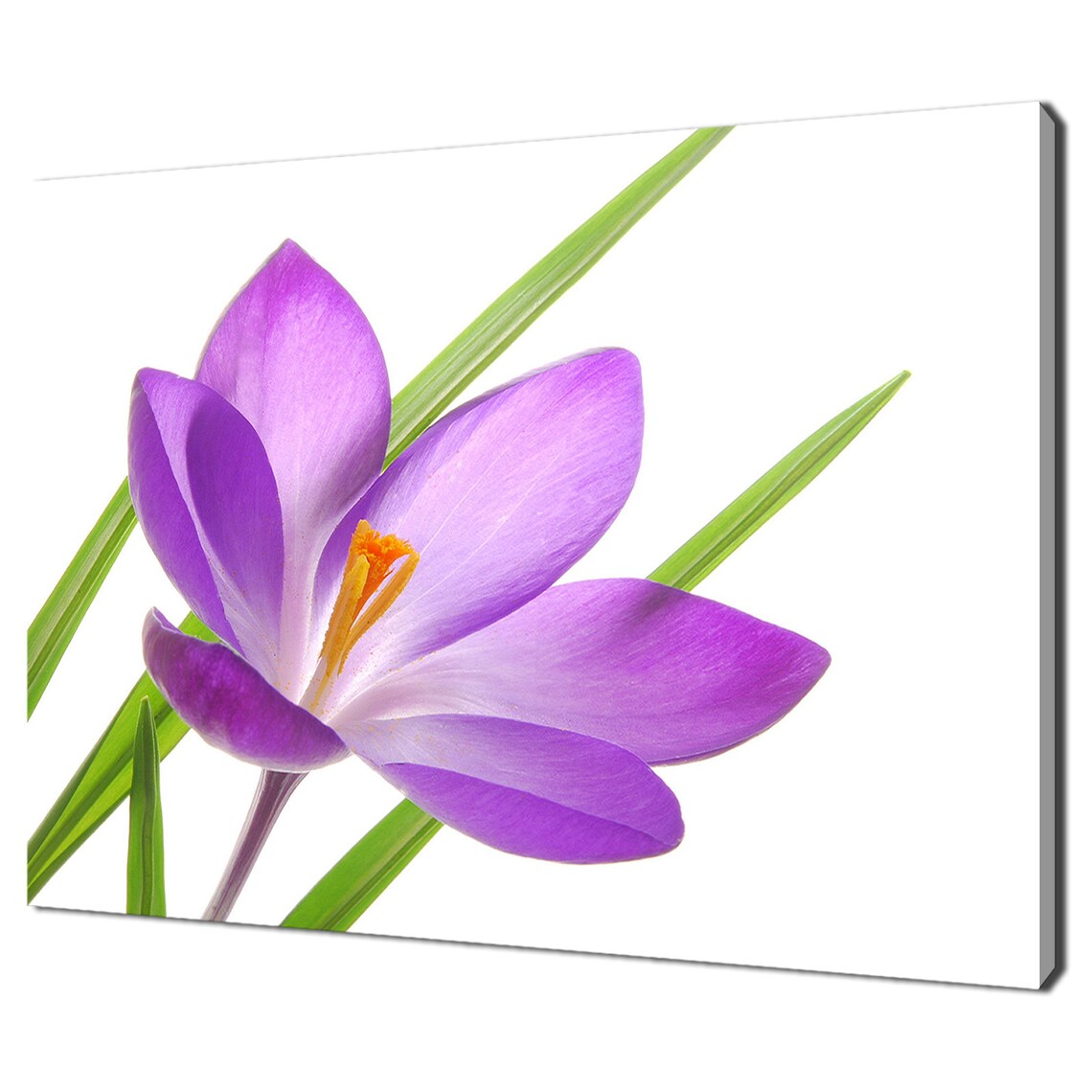 Purple Violet Crocus Flower Close Up On White Spring Floral Wall Art