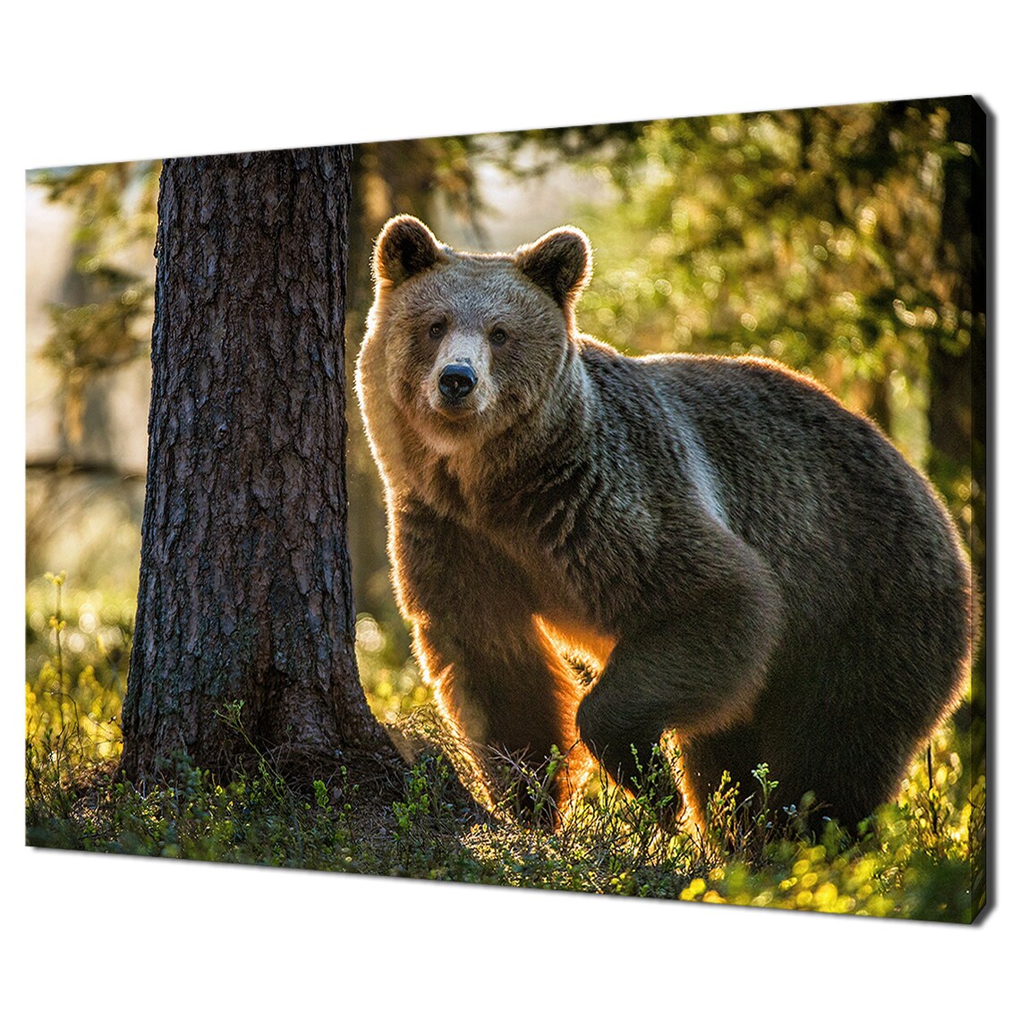 Wild Brown Bear Standing By Tree In Sunlit Forest Wildlife Art Poster