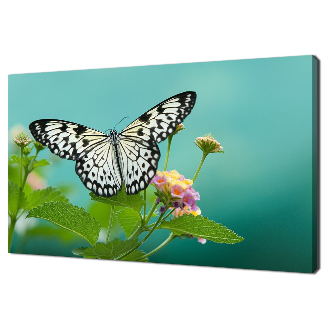 Butterfly Sitting On The Leaf, Modern Design