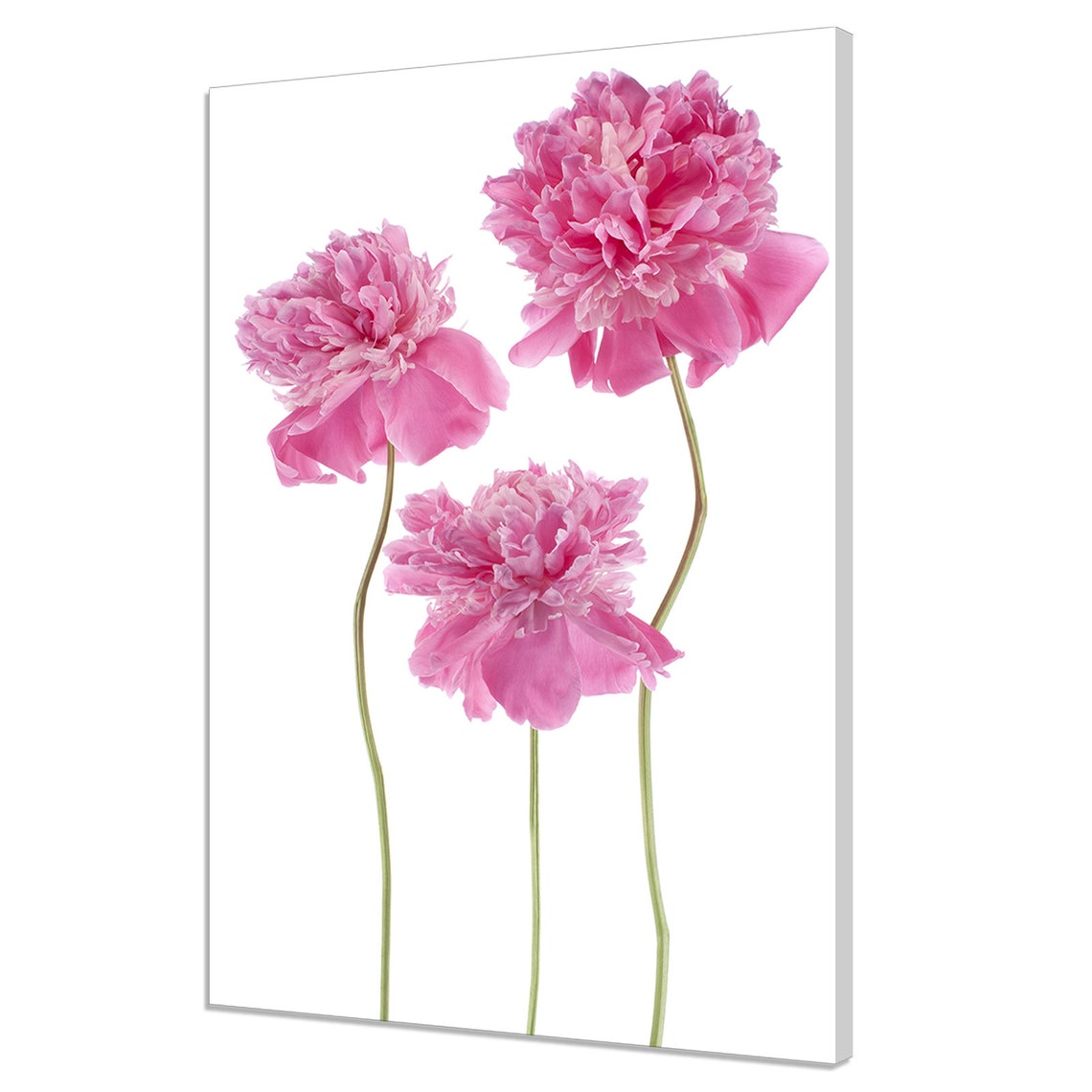 Three Pink Peony Blooms Tall Stems Minimalist Floral Wall Art Poster