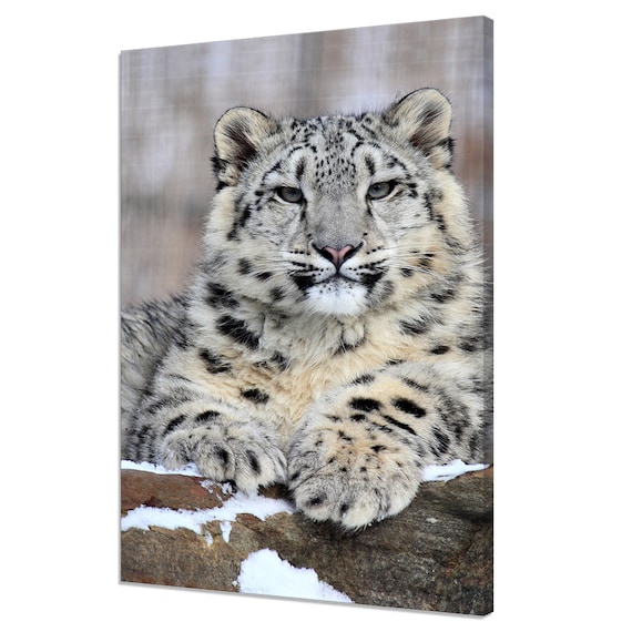 Snow Leopard Modern Design Home Decor Art Print
