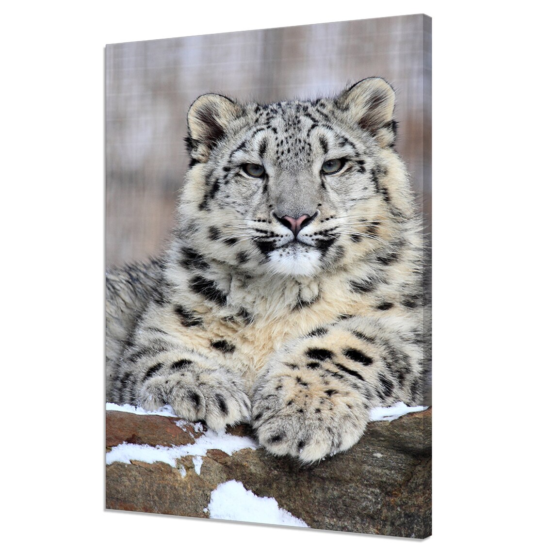 Snow Leopard Modern Design Home Decor Art Print