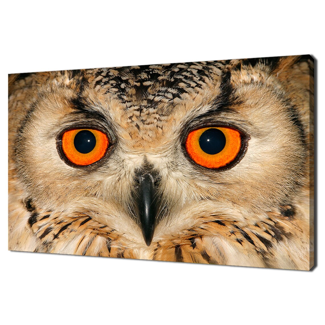 Owl Bird With Large Orange Eyes, Modern Design