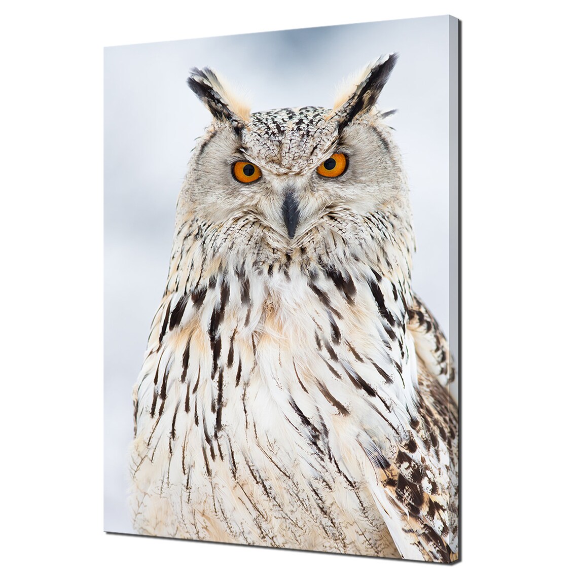 Siberian Eagle Owl Modern Design Art Print