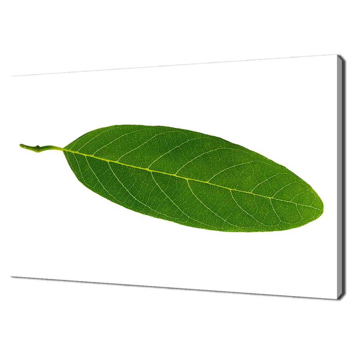 Single Green Leaf White Background Minimalist Botanical Decor Poster