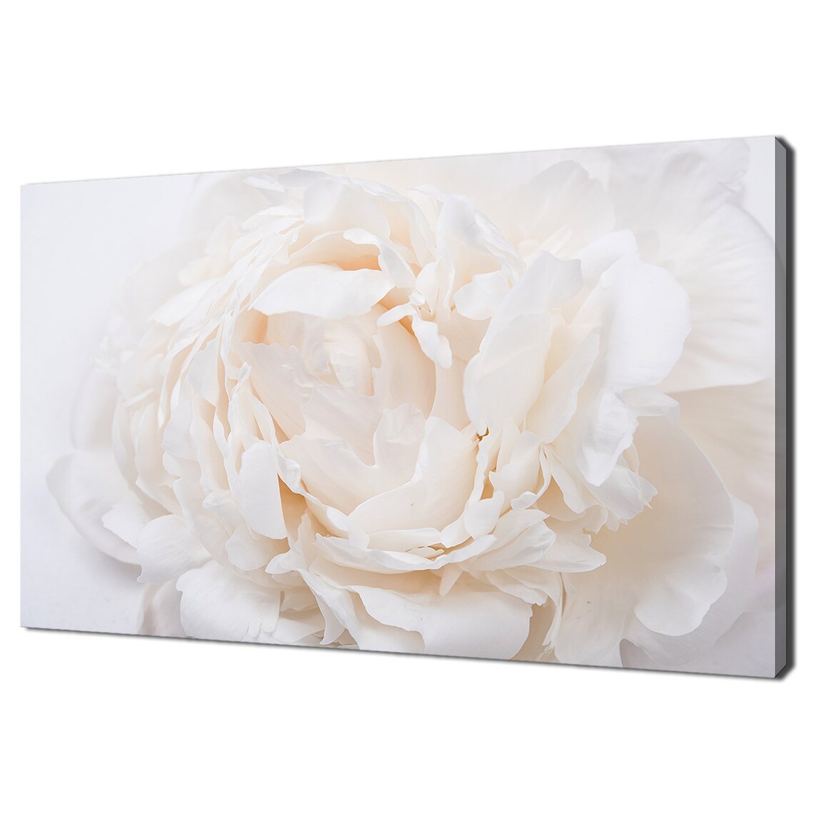 White Cream Peony Petals Close Up Soft Floral Wall Art Print Poster