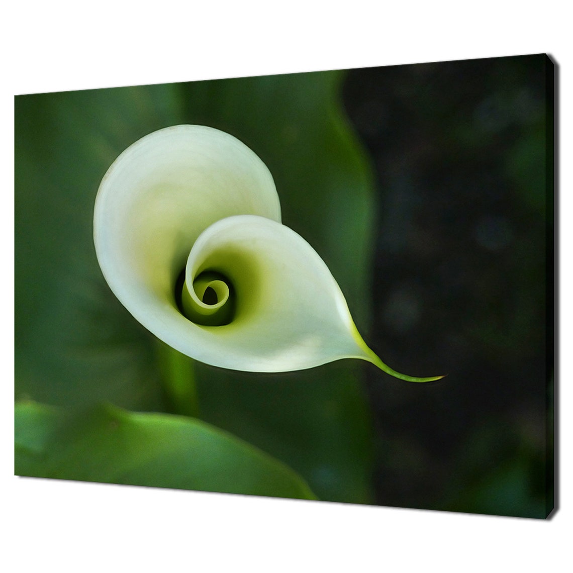 White Calla Lily Spiral Bloom Macro Photography Elegant Floral Poster