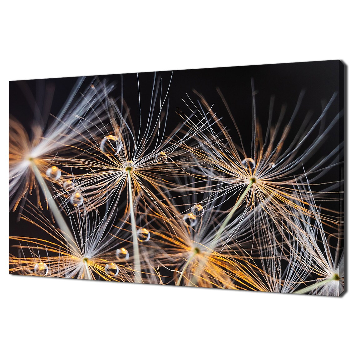 Dandelion Seeds Water Drops Black Background Macro Golden Wall Art