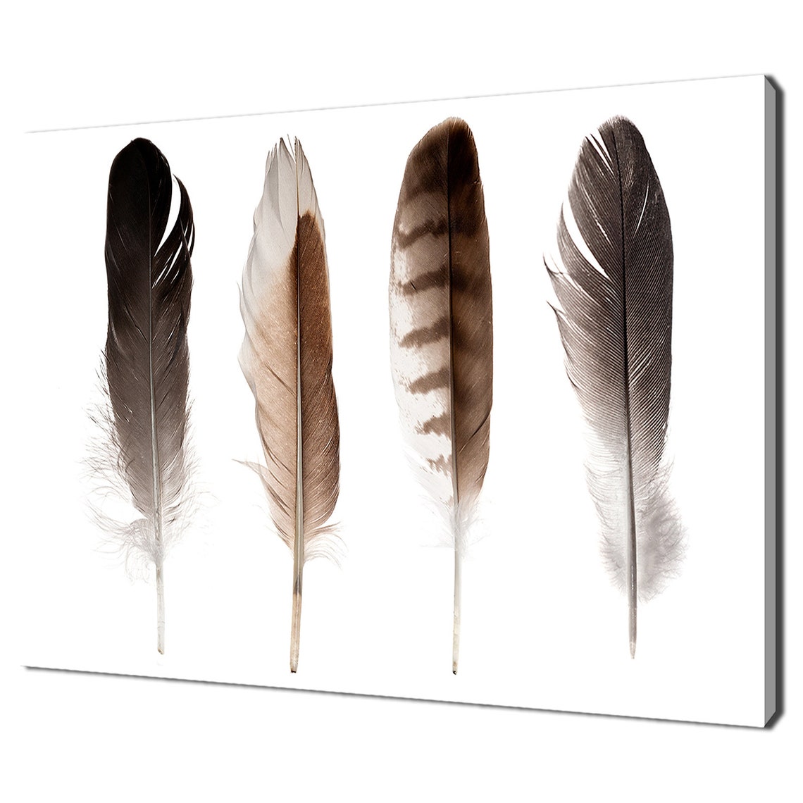 Four Brown Feathers Minimalist Neutral Modern Wall Art Print