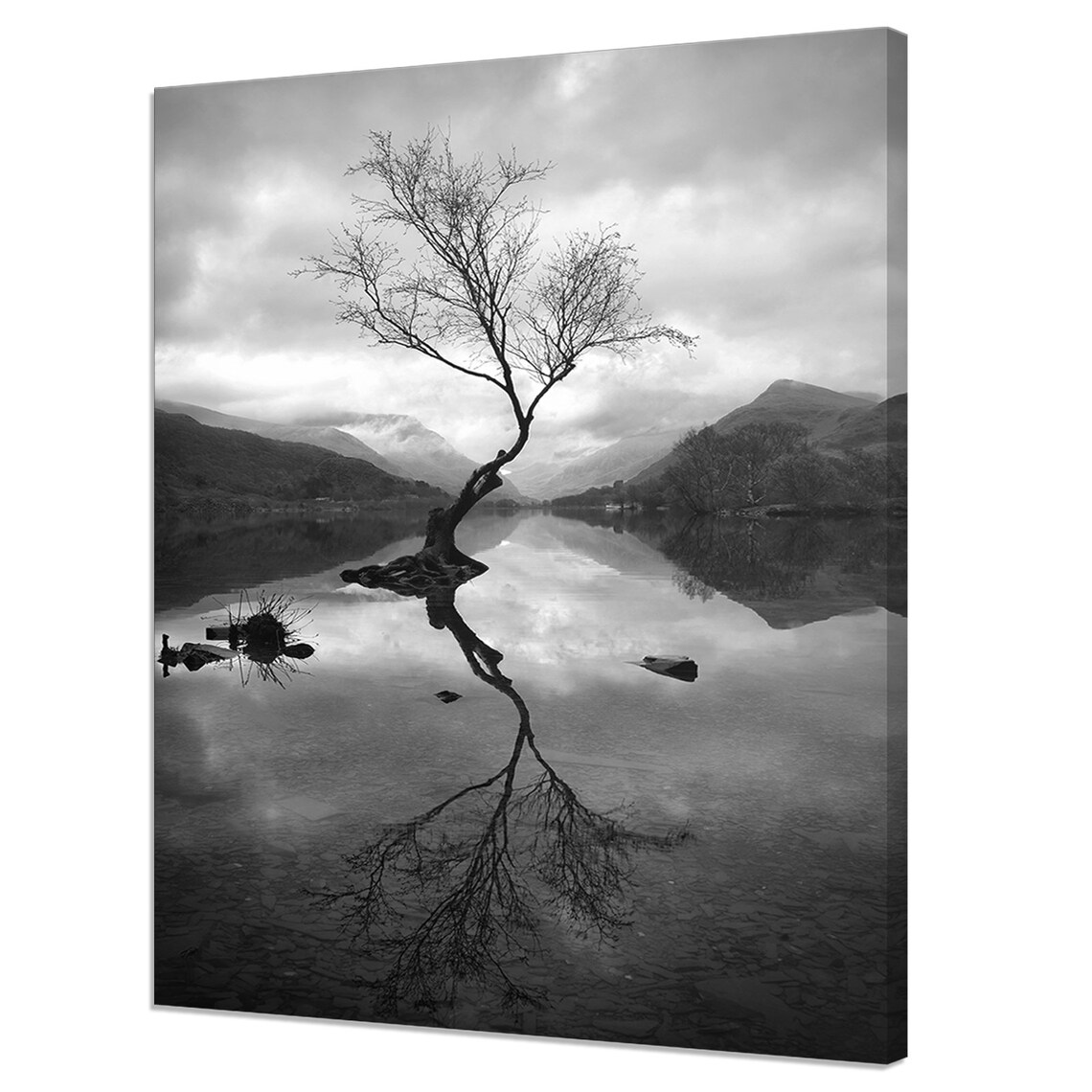Lonely Tree Lake Reflection, Modern Design Art Print