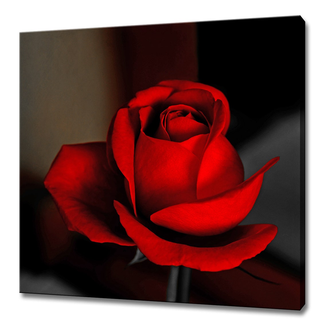 Single Red Rose Close-Up On Dark Background Romantic Floral Art Print