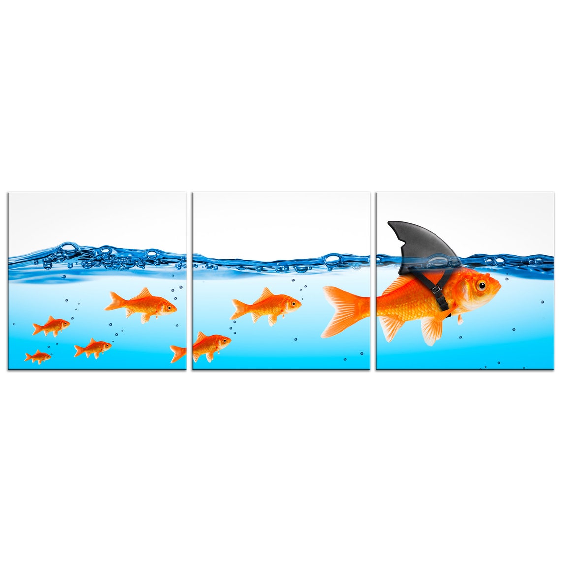 Funny Goldfish Leader In Shark Fin Three Panel Humor Wall Art Print