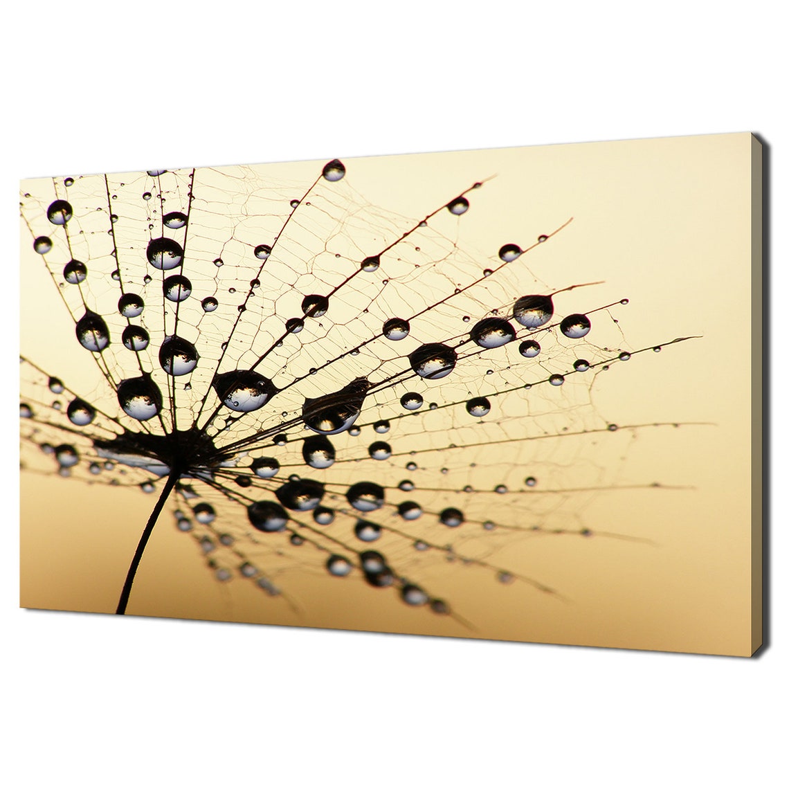 Dandelion Seed Water Drops Sunset Modern Design Home Decor Print Wall Art Picture