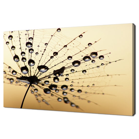 Dandelion Seed Water Drops Sunset Modern Design Home Decor Print Wall Art Picture