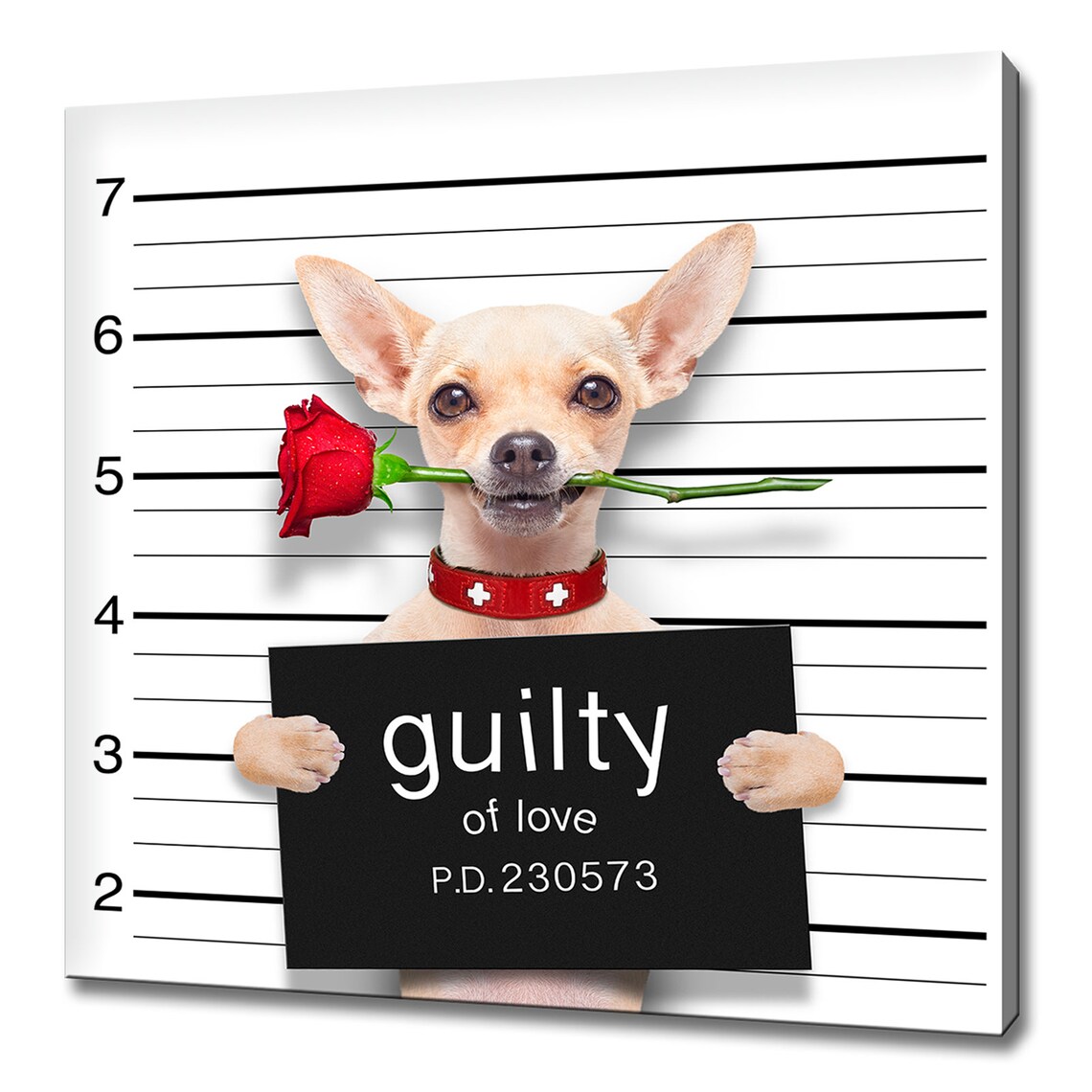 Funny Chihuahua Mugshot Guilty Of Love With Red Rose Humor Art Poster
