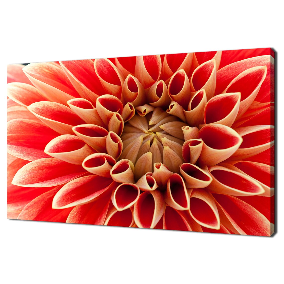 Red Dahlia Flower Macro Close Up Blooming Petals Vibrant Floral Poster