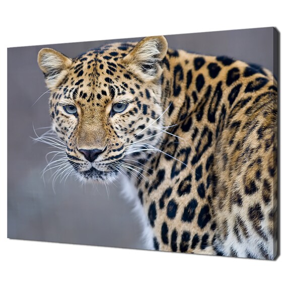 Spotted Leopard Close Up Rosette Coat Pale Eyes Wild Cat Poster