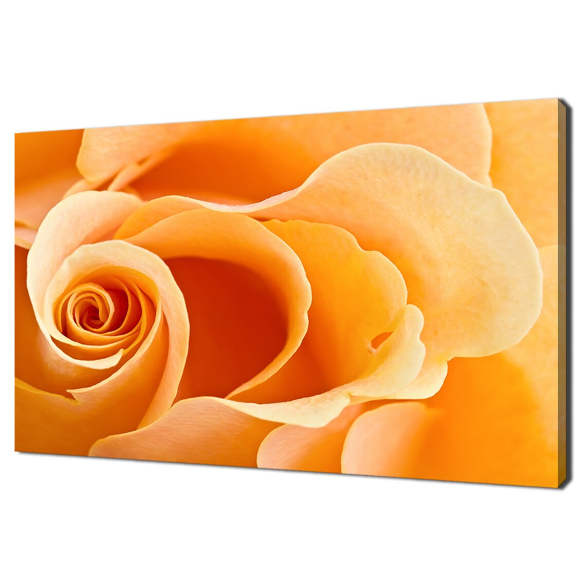 Orange Rose Bloom Macro Close Up Warm Golden Petals Photo Print Poster