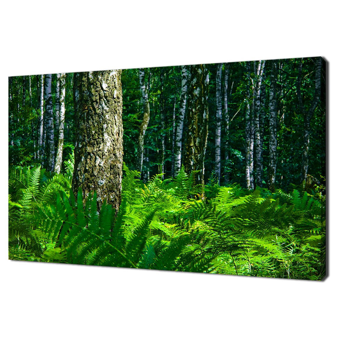 Green Birch Forest Fern Floor Lush Woodland Sunlight Nature Poster