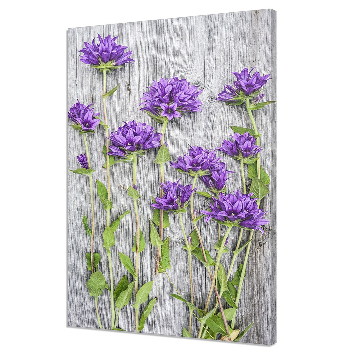 Purple Clustered Bellflowers on Whitewashed Wood Botanical Art Poster