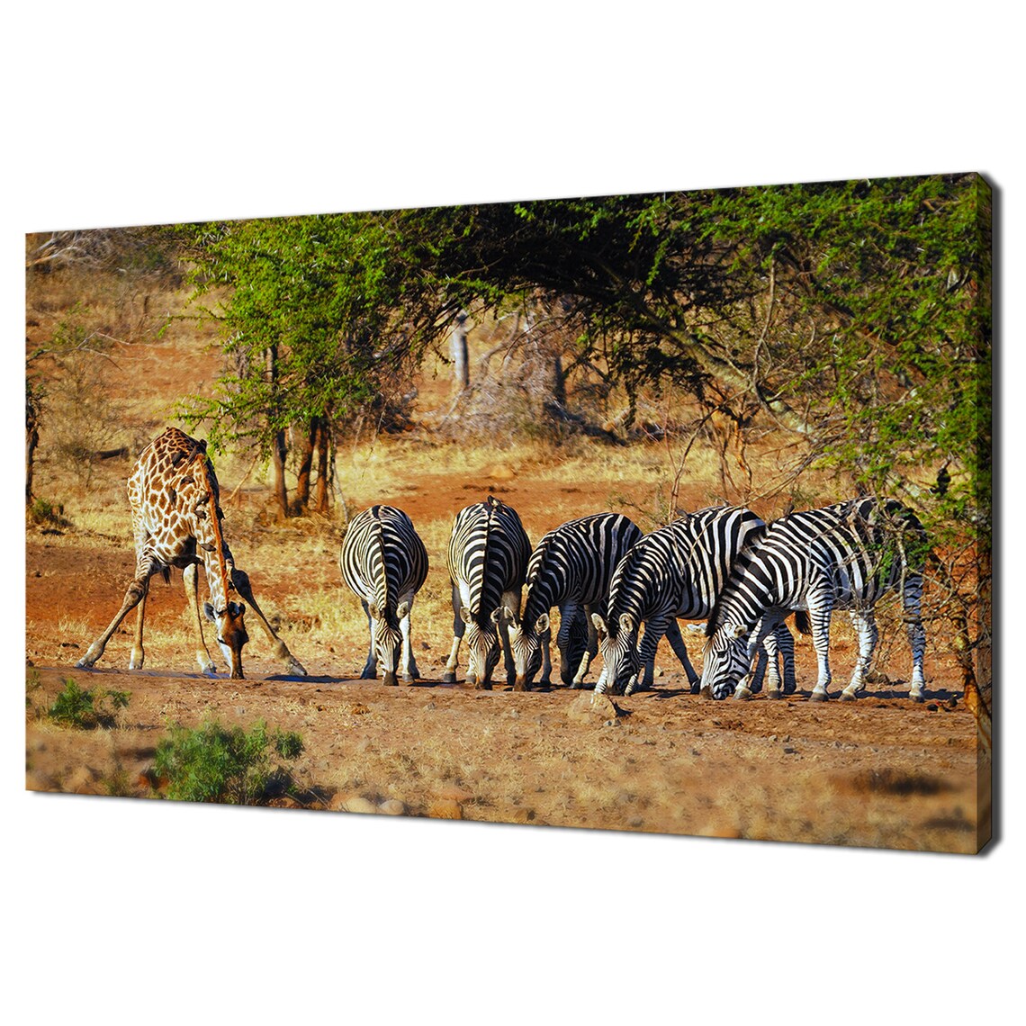 Giraffe and Zebras at African Waterhole Safari Wildlife Poster