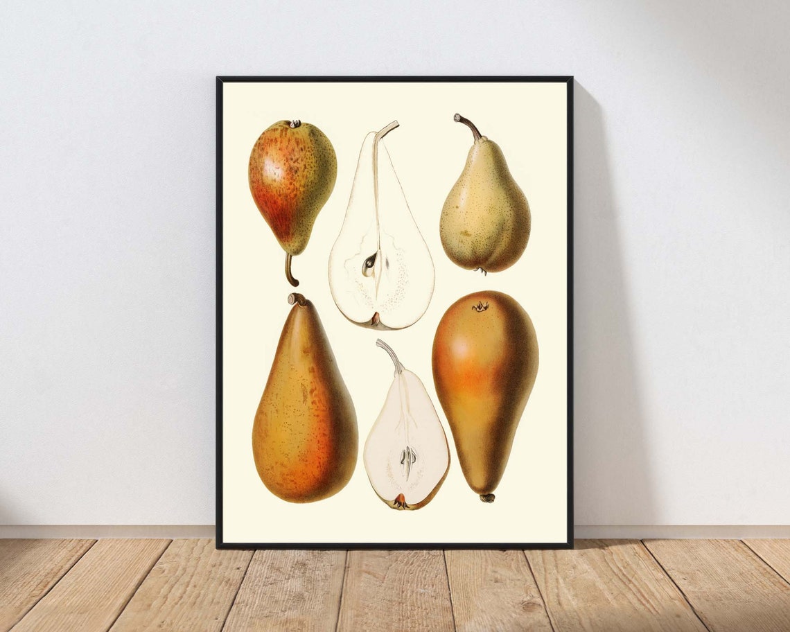 Antique Pear Botanical Illustration Vintage Kitchen Fruit Wall Art