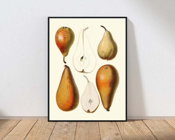 Antique Pear Botanical Illustration Vintage Kitchen Fruit Wall Art