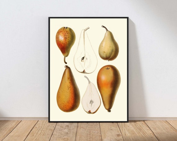 Pear Fruit Vintage Antique Wall Art Botanical Kitchen Dining Room Modern Farmhouse Decor Decoration Mailed Print Or Instant Veg3