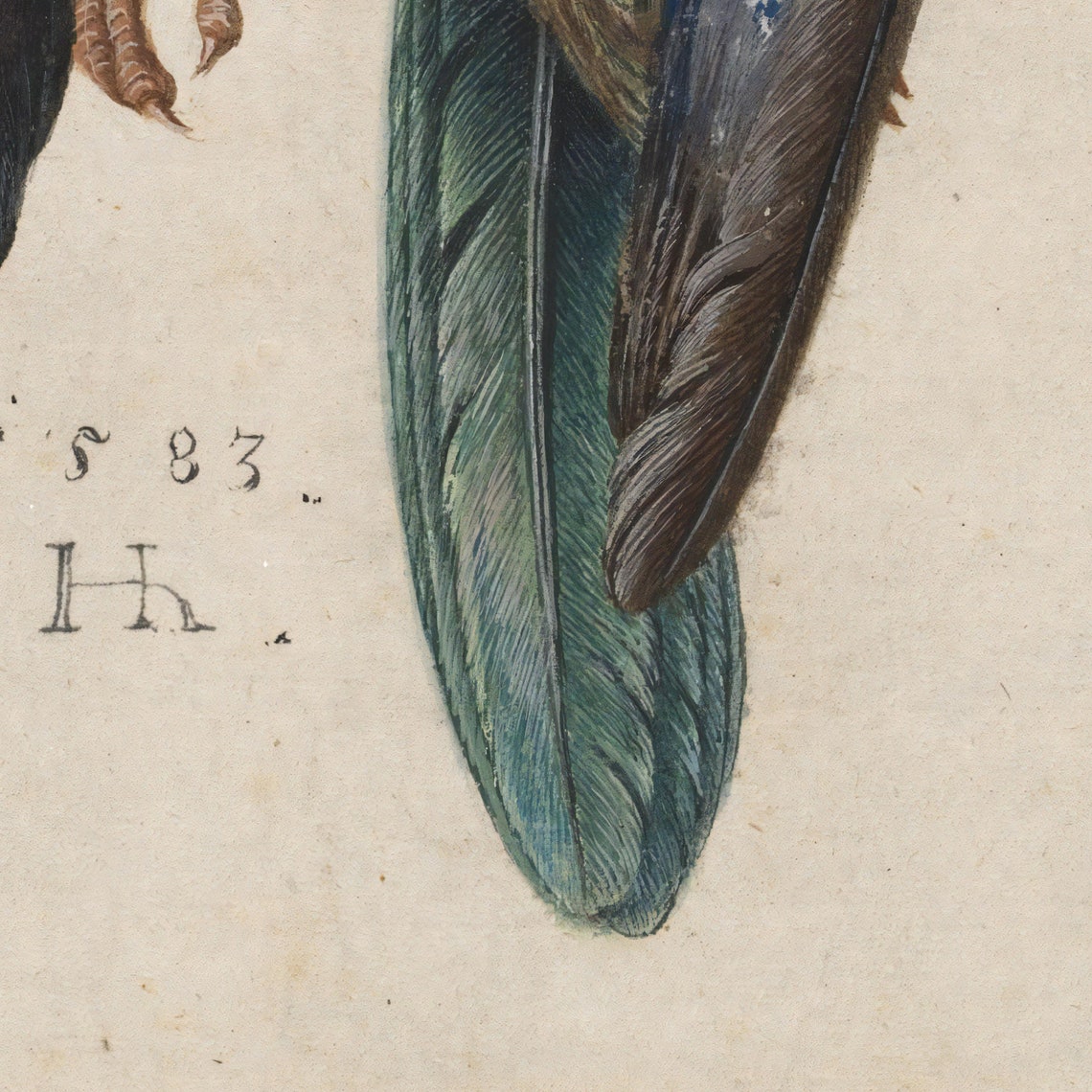 Albrecht Durer Dead Blue Roller 1512 Natural Bird Study Poster - Image 2
