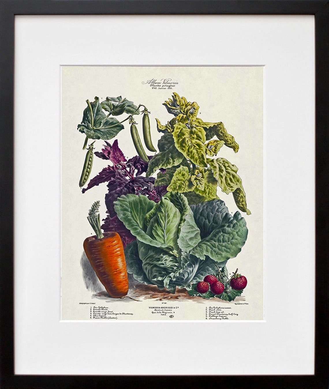 Vilmorin Botanical Vintage Carrot Cabbage Garden Vegetable Poster
