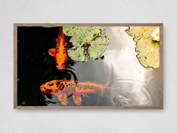 Frame Tv Art Instant Koi Pond Frame Tv Art Art Tv For Frame