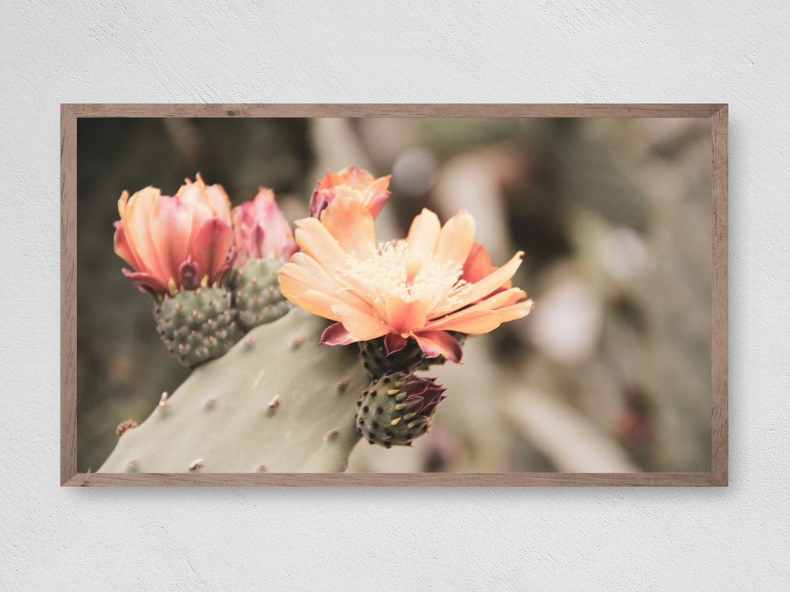 Instant Cactus Bloom Art Print