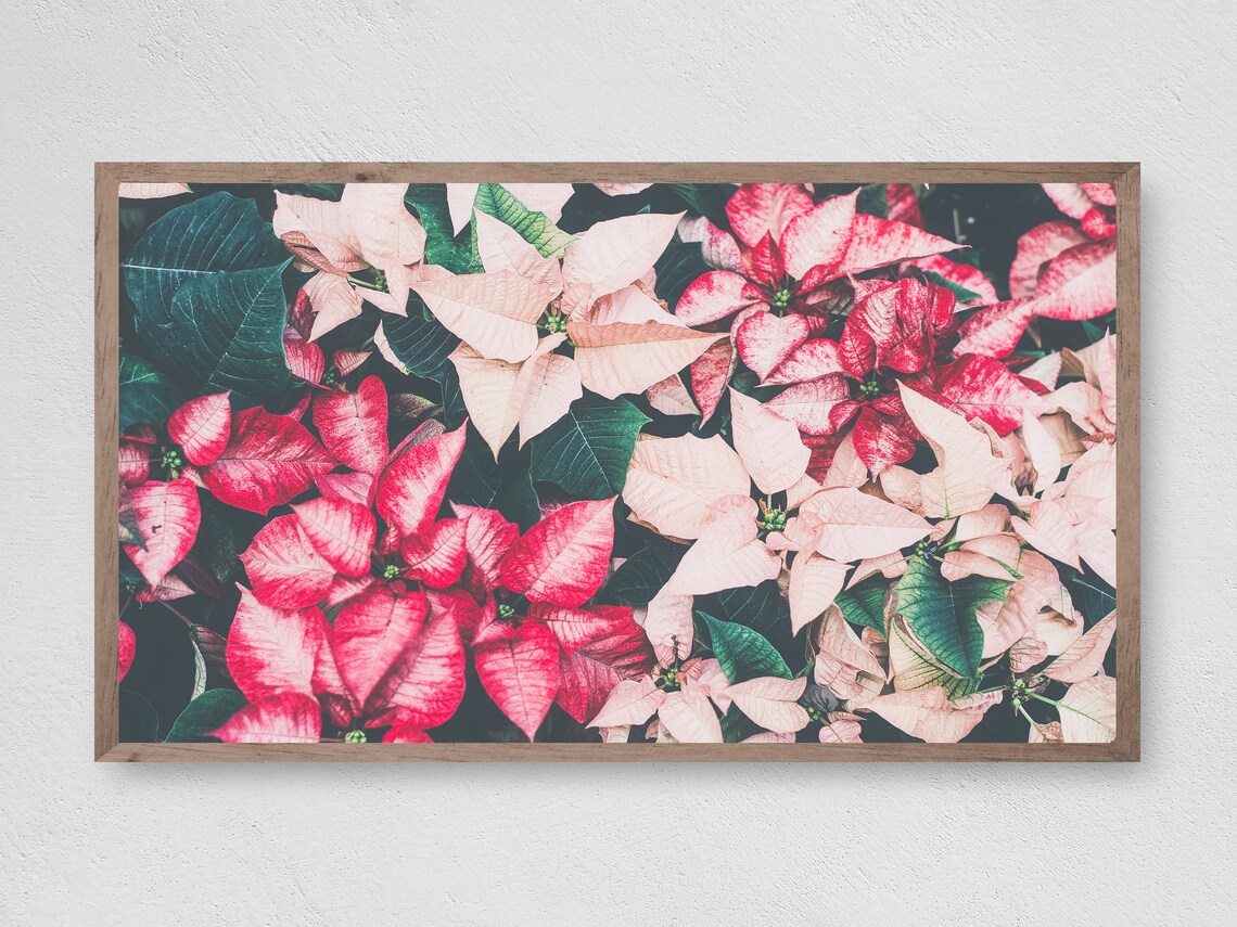 Muted Pink and Red Poinsettias Christmas Holiday Floral Art Print