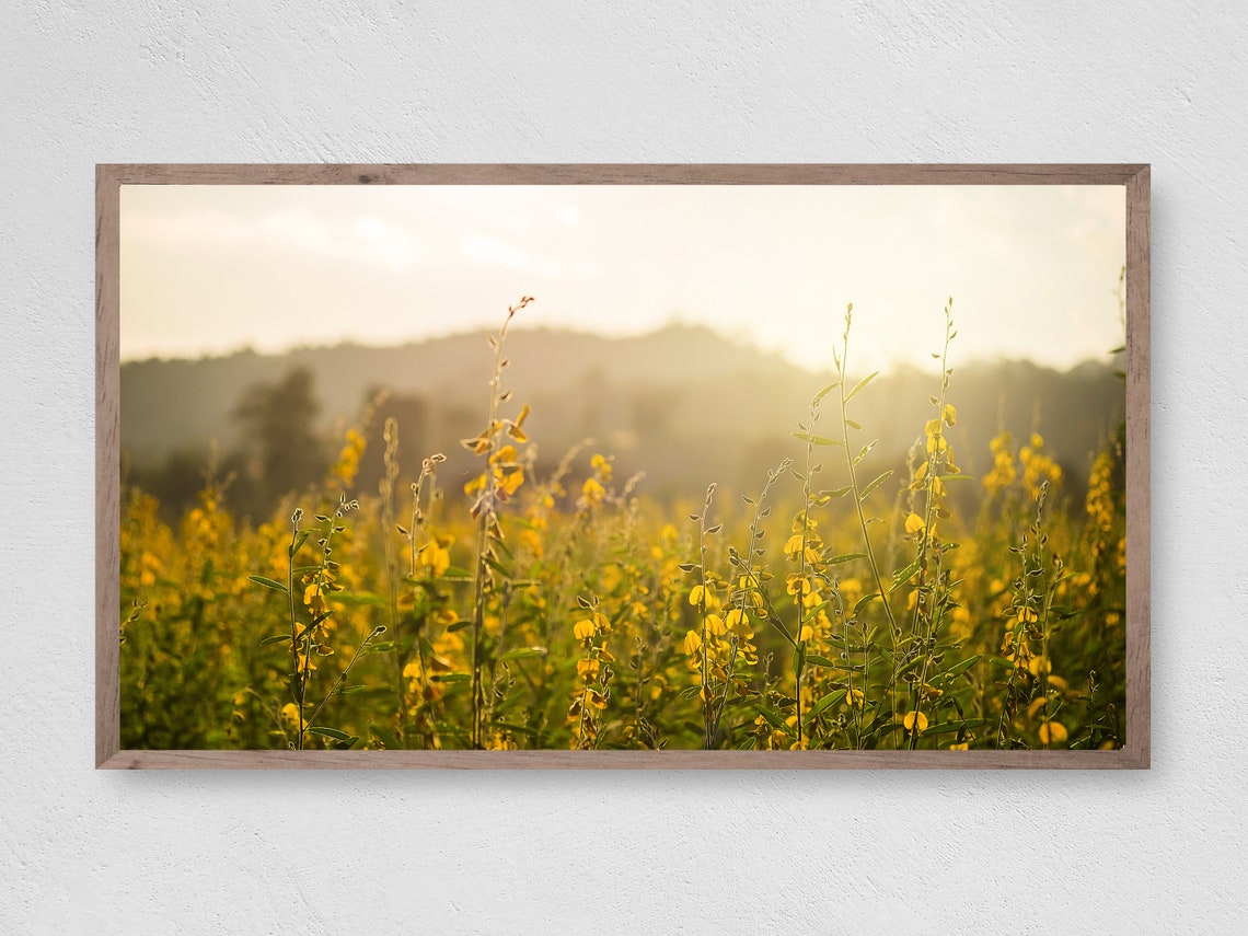 Golden Yellow Wildflower Meadow at Sunrise Glowing Field Poster