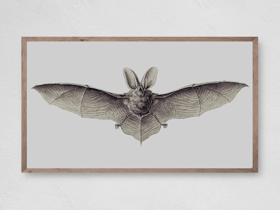 Vintage Bat Engraving Illustration Gothic Halloween Wildlife Wall Art