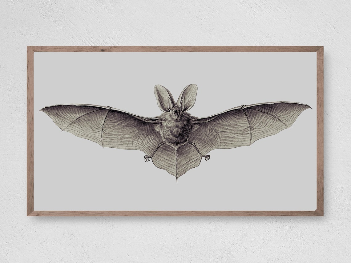 Vintage Bat Engraving Illustration Gothic Halloween Wildlife Wall Art