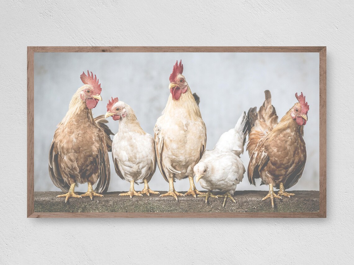 Farmhouse Chicken Row Art Print, Farmhouse Decor