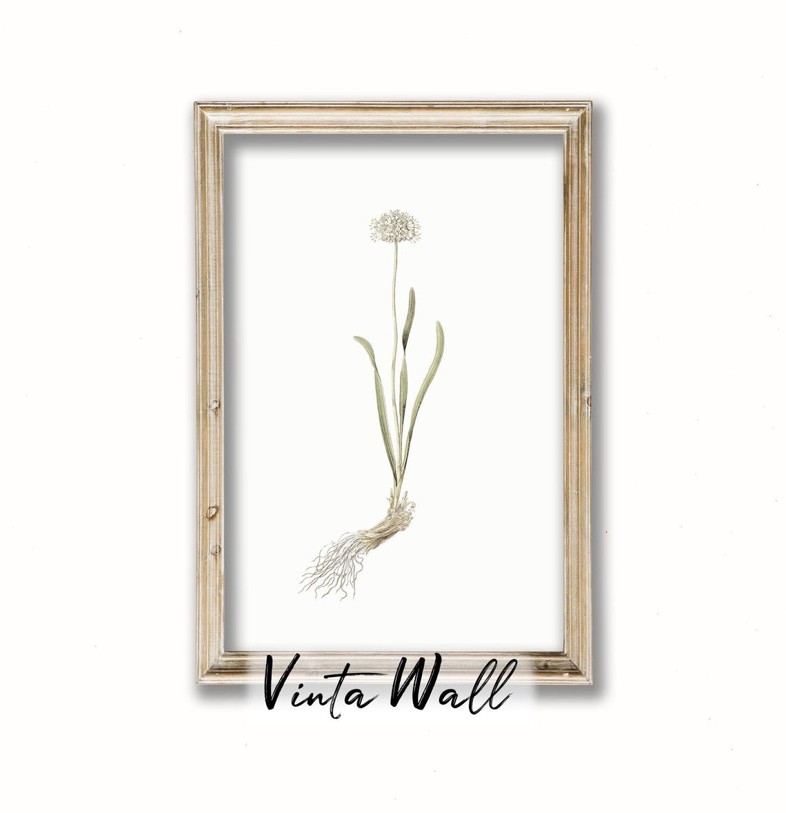 White Globe Allium Bloom Vintage Botanical Illustration Art Print