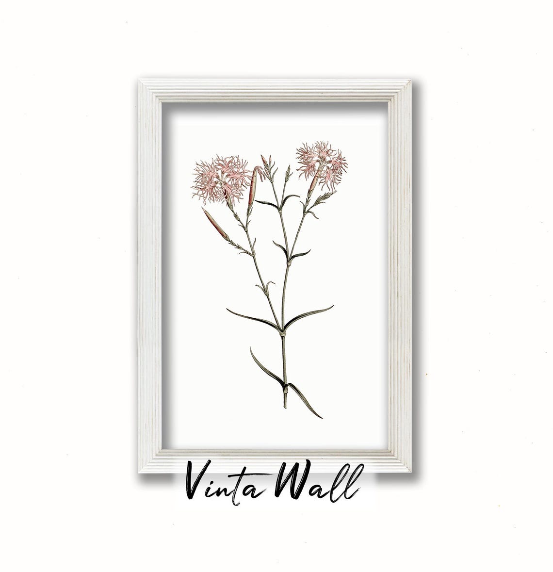 Fringed Pink Dianthus Blossoms Vintage Botanical Illustration Print - Image 4