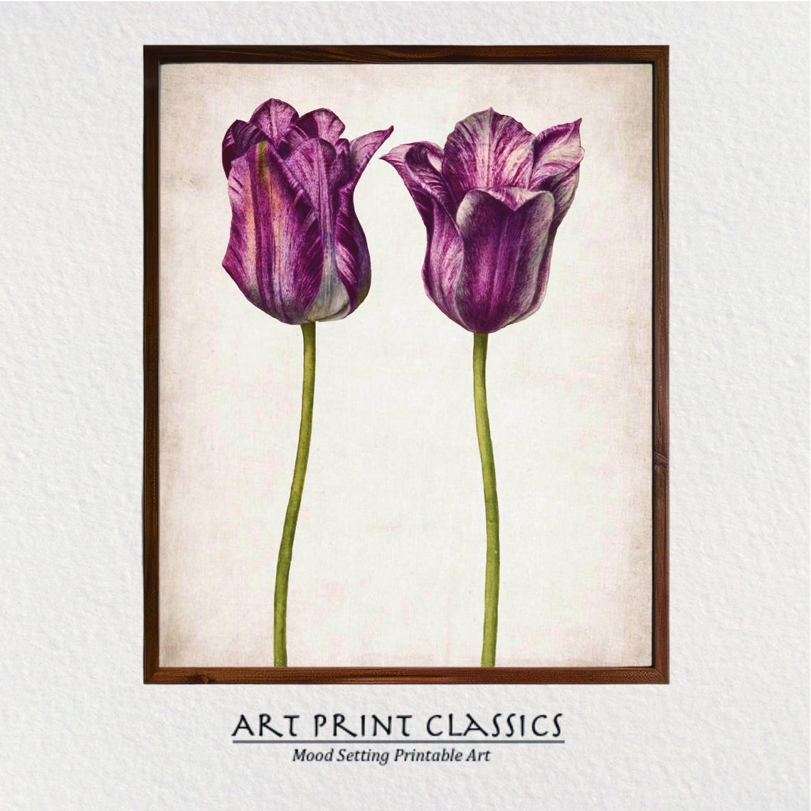 Vintage Purple Striped Tulips Botanical Illustration Flower Art Poster