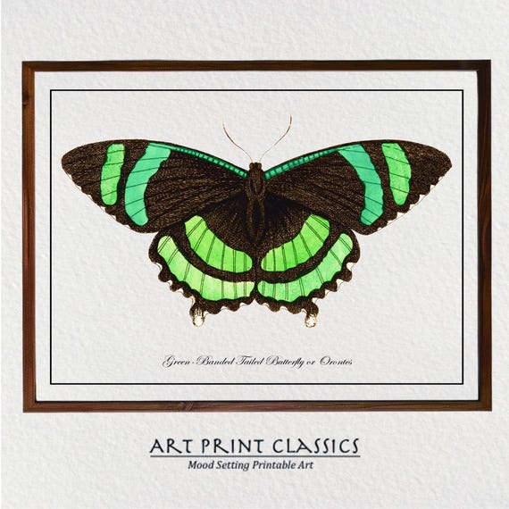 Vintage Green Butterfly Art Print From 18th Century Natural History Publication