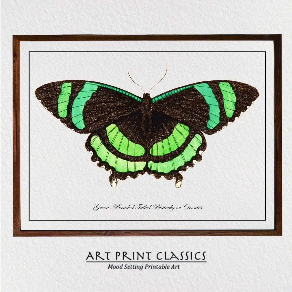 Vintage Green Butterfly Art Print From 18th Century Natural History Publication